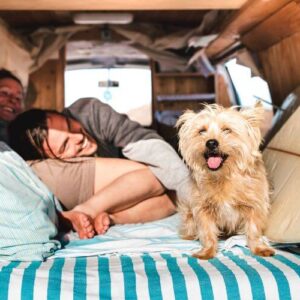 How to Make Your Static Caravan Pet-friendly