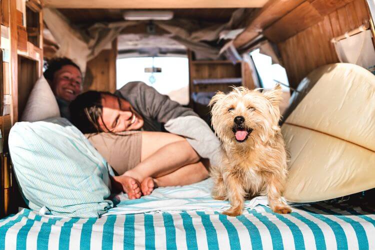 How to Make Your Static Caravan More Pet-friendly